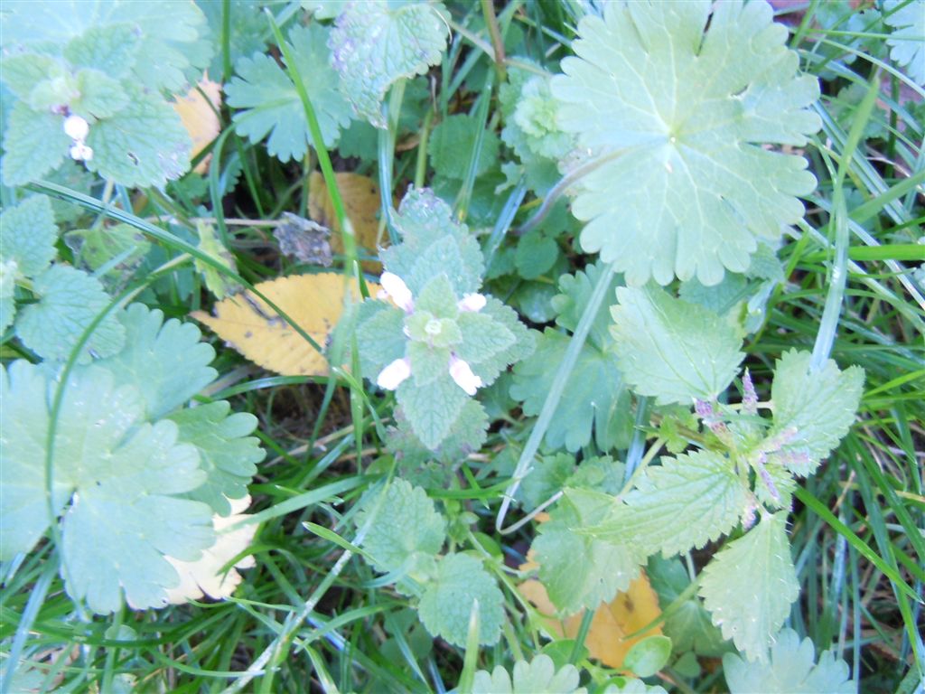 Fiorellini da identificare - Lamium purpureum